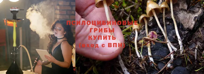 Галлюциногенные грибы Psilocybine cubensis  Новоульяновск 